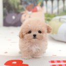 미유펫 강아지고양이 구미점 이미지