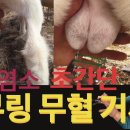 [염소 고무링 무혈 거세]고무링과 링장착기만 있다면 누구나 거세좌 등극 가능 이미지