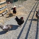 선진목장 2 이미지