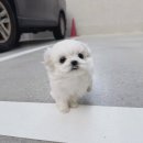 샵펫강아지분양