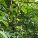 오대산내고향 이미지