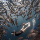 수원-1143 | 프리다이빙 강습 후 필리핀 아닐라오 인블루 투어 후기