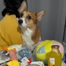 해피웅쓰데이 | 강아지 생일 케이크 어디서 주문할까 고민된다면 군자 애견 수제간식점 해피웅쓰데이에서