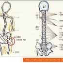 틀어진 골반 꼭 바로 잡아야 하는 이유 이미지