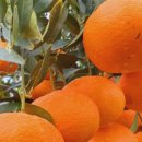 방가네농장 이미지