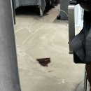 2024 봄의왈츠 이미지