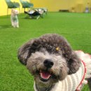 퍼피타운커피 이미지