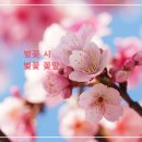 벚꽃 - 부평구 마장로324번길 78 | 벚꽃