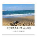[애견동반 속초여행] 띠롱이와 두번째 속초