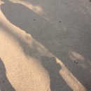 강생이천국 이미지