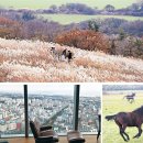 용암마을회관 | 잎 무성한 비자림·올록볼록 녹차밭… 겨울 제주는 지금 초록초록합니다