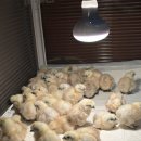 천안오골계농장 이미지