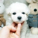 왕왕애견샵 네이버블로그
