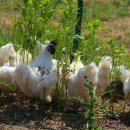 백봉아파트 이미지