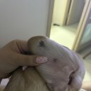 오올치 | 부천 애견스파 오올치에서 강아지 피부관리한 후기
