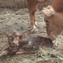 람세스한우농장 이미지