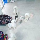 파파퍼피 DOG하우스 이미지