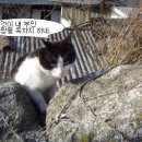 우리집 야옹이 이미지