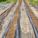 경천농원 | 곰취, 곤달비, 눈개승마, 취나물, 곤드레나물, 땅두릅, 방풍나물 105구 트레이모종 판매, 모종식재 후기