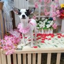 쪼쪼애견 이미지