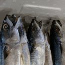 자반고등어 이미지