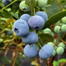 조천농장 이미지