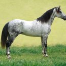 승용목장 이미지