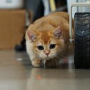 빨간고양이 - 중구 을지로 54-1 | 빨간고양이