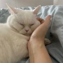 원스동물병원 | 6살 고양이 스케일링 상세 후기::숙대입구 원스동물병원