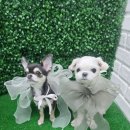 냥이멍이세상 이미지