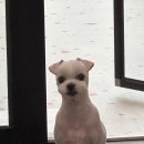 휘게 펫케어 이미지