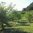 김삿갓면-11 이미지