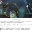 아이들 보는 앞서 짓밟고 던져…CCTV 속 애견카페 점주 만행 이미지