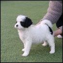 퍼피라운지 이미지