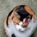 (얼굴에 심한 상처) 고양이 주인을 찾습니다. 서울시 마포구 백범로4길 25에서 발견! 이미지