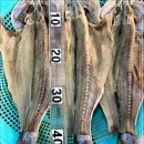 금갈치은고등어 이미지