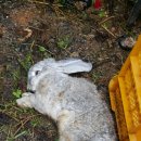 독산온동물병원 이미지