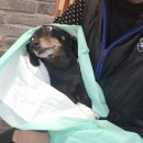 진리 동물병원 이미지