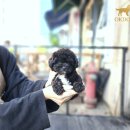 천사 애견 이미지