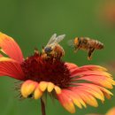 벌떼축산 이미지