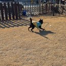 캠프위드펫&애견글램핑 네이버블로그