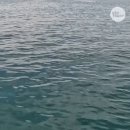 서핑보드 타고 만난 범고래 이미지