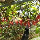 금무리농장 이미지