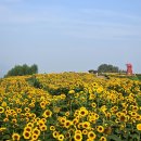 함안 강주 해바라기축제 (2025.06.28) 이미지