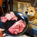 문화갈비식당 | 안동 갈비골목 먹거리 명성한우갈비 추천 애견동반식당 내돈내산