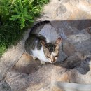 젠(ZEN) | 보홀 노스 젠 빌라 스위트 룸 후기 수영장 조식 선셋 North Zen Suite 내돈내산