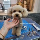 마이쏭 펫샵 이미지