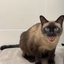 닥터김동물의료센터 이미지