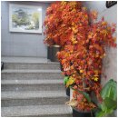 단풍미인한우 도청점 이미지