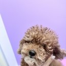 멍균관대 | 믿을만한 성남 애견 미용실 ! 멍균관대 이용 후기